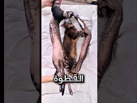 طلع القط تبعه ما يحب المزاح !! 😂 #youtubeshorts