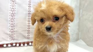 ハーフ犬の動画01