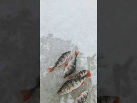 СЕЗОН ЗИМНЕЙ РЫБАЛКИ ОТКРЫТ! Остальные видео смотрите на канале! #рыбалка