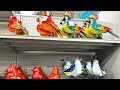 Spring Shopping Gardendecor