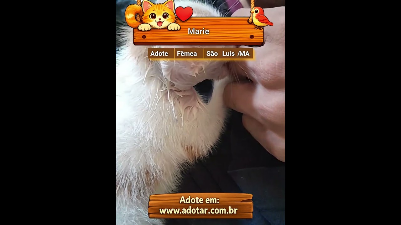Gato raça SRD-ViraLata idade Abaixo de 2 meses nome Marie 
