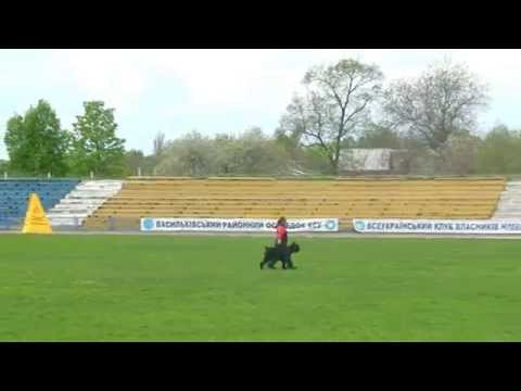 2.05.2015 CACIT-FCI (Vasikov) /Vjuga -IPO-1 (C=78 points)