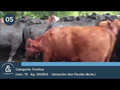 Lote NV UE HILTON - San Nicolas Bs As