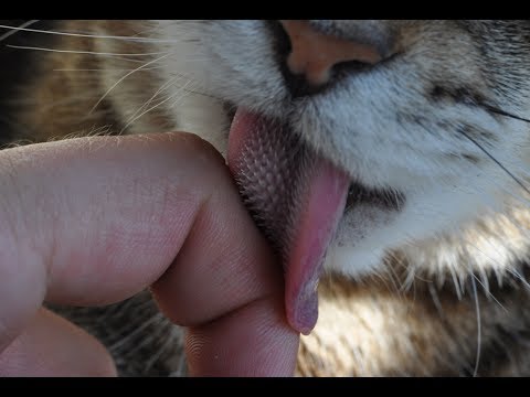 Blue Sky Science: Why do cats have rough tongues?