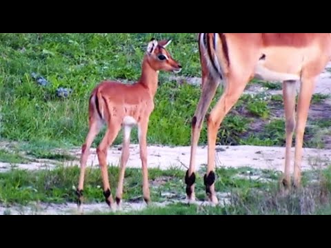 Adorable Impala Lamb with its mom at Djuma Cam 11/26/25