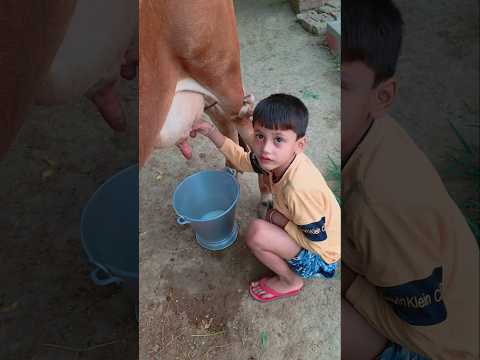 choti choti gaiya gfgf vf #love #song #funny