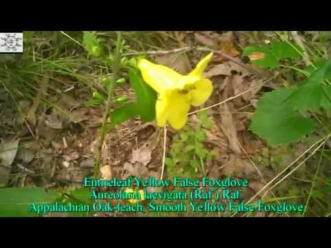 download lagu mp3 mp4 Digitalis Laevigata, download lagu Digitalis Laevigata gratis, unduh video klip Digitalis Laevigata