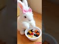 Watch A Fluffy White Bunny In A Pink Bow Whip Up The Cutest Carrot Cake Ever