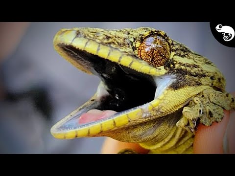 One Grumpy Gecko! Lizards of the Amazon Rainforest Part 2