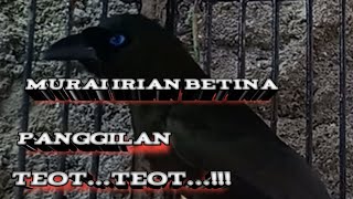 Download lagu murai irian betina memanggil jantan mp3