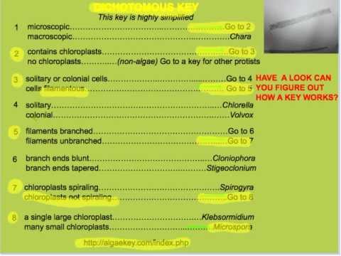 2.3.1-簡単な識別キーの作成と使用。 (2.3.1-Making and using simple identification keys.)