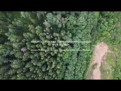 CYBORGANIC SOUND INSTALLATION "PINE DRONE"