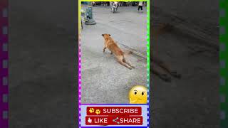 🐕Funny Dog Walk With 2 Legs🦵🦵Dragging Its Back Legs #Shorts