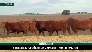 5 Vaquillonas PC Preñadas - Los Choles - Plaza Ganadera