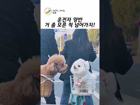 운전자 양반! 거 좀 모른 척 넘어가지ㅋ