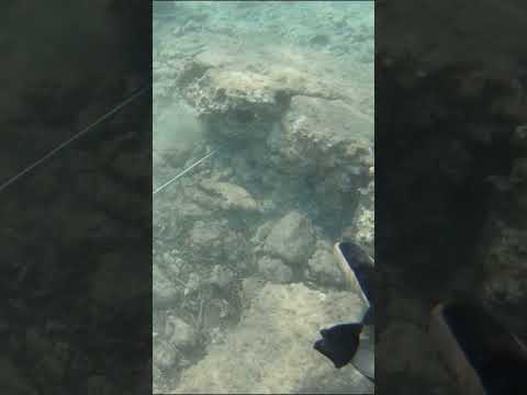 Hunting OCTOPUS With SPEAR !