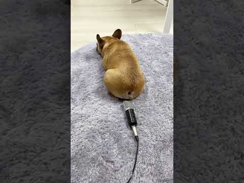 Memes Brasil 2021 Cachorro peidando no microfone Memes engraçados