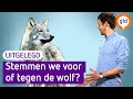 Waarom de wolf deze verkiezingen belangrijk is