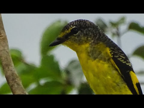 Pestrec šarlátový (Pericrocotus speciosus) — spev a hlas v prírode