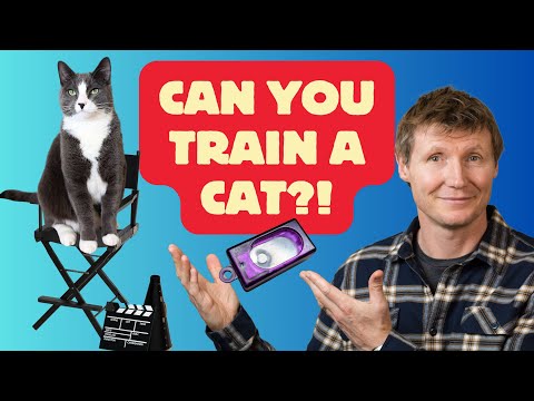 Unlock Your Cat's Inner Genius: Trick Train your CAT!