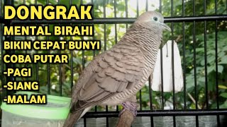 Download lagu Perkutut Lokal Gacor Suara Super Kristal - Pancingan Malas Bunyi (99%AMPUH BANGET) mp3 Download lagu Perkutut Lokal Gacor Suara Super Kristal - Pancingan Malas Bunyi (99%AMPUH BANGET) mp3