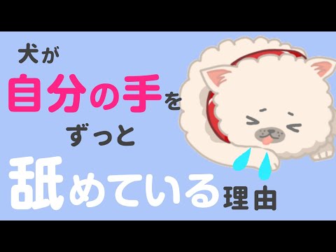 うちの犬が夜によく自分をなめる:原因と対処法