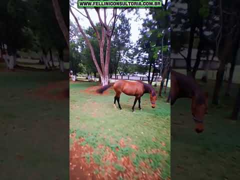82 HECTARES VENDO TOPÍSSIMA EM ENTRE RIO RS
