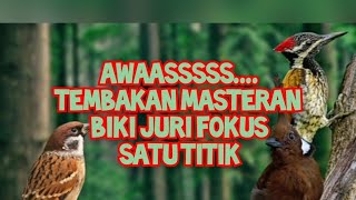 Download lagu Masteran burung tembakan menjerit speed joss sogon cililin gereja kenari pelatuk mp3