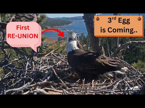 First Time Together: Jackie & Shadow at Nest After Egg Loss