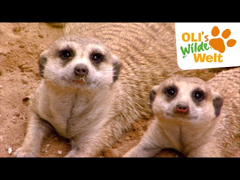 OLI bei den Erdmännchen | OLI's Wilde Welt