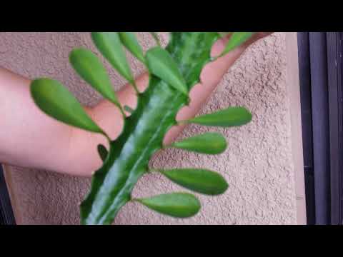 download lagu mp3 mp4 African Milk Tree Flower, download lagu African Milk Tree Flower gratis, unduh video klip African Milk Tree Flower