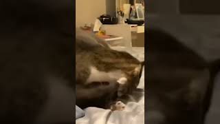 choke hold from UFC Cats #shorts