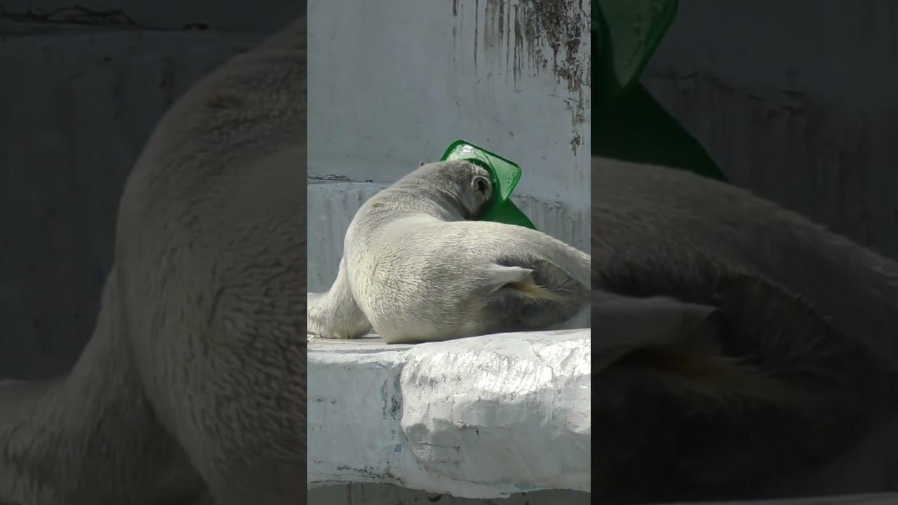 コーン持ってズリズリのホウちゃんアンヨ！時々カメラ目線#天王寺動園#ホウちゃん#ホッキョクグマ#シロクマ