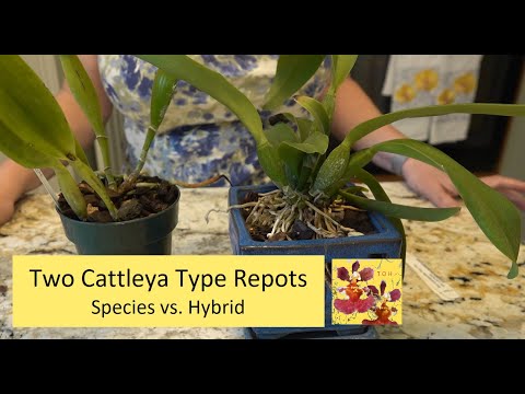 Repotting Two Cattleya Orchids | Species Cattleya vs. Complex Hybrid Cattleya Orchid Repots