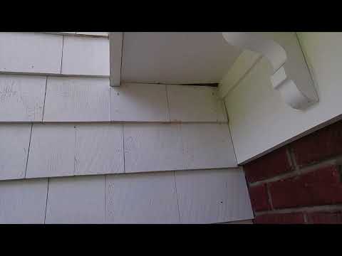 Yellow Jackets Swarm Around Home in Middletown, NJ