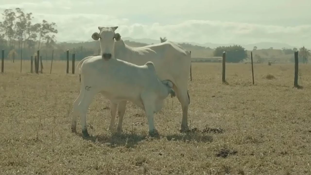 Bem Estar Animal é muito mais que um conceito de produção