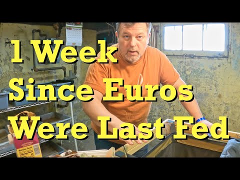 European nightcrawlers fed after a week - worm farm vermicomposting