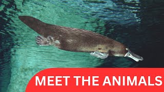 Meet 10 Awesome Animals You Didn’t Know Were This Cool! 🐢🦘🦎