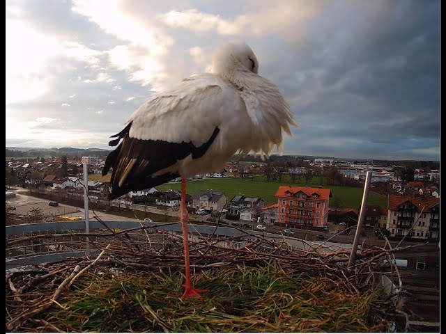 Live webcam view of White Stork Rooftop Nest