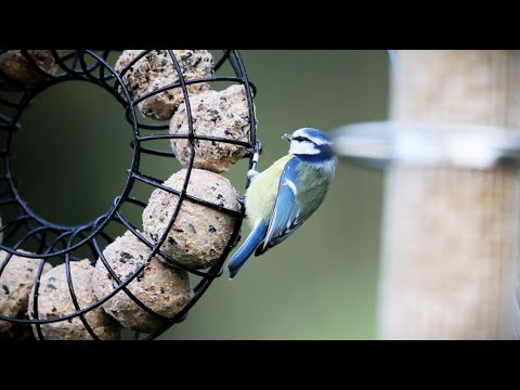 🐦 Vögel füttern von Sommer bis Winter ☀️❄️ Tipps vom Experten zur Ganzjahresfütterung🌿