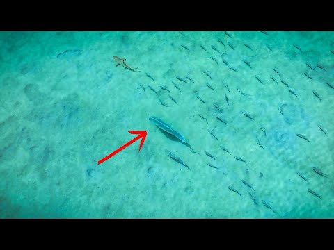 DRONE FISHING GIANT TREVALLY | Nomad Odyssey Episode 4