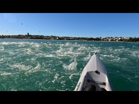 So many fish! Epic V7 surfski