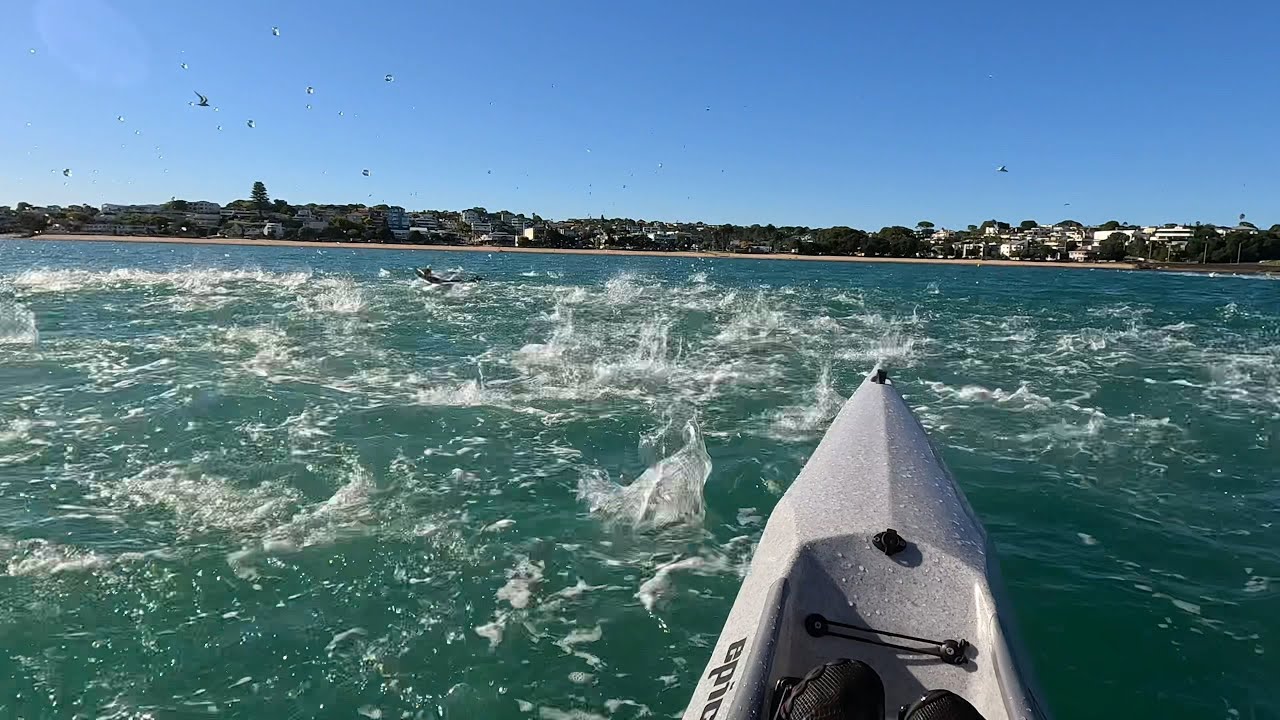 So many fish! Epic V7 surfski