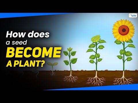 How Do Seeds Become New Plants | Seed Germination