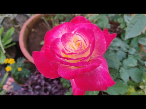 My plants are healthy due to regular use of Homemade  pesticide, part 1 Video