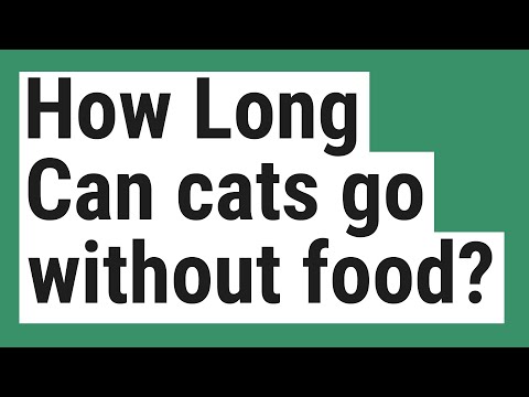 How Long Can cats go without food?