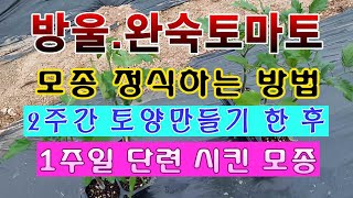 [텃밭농부 1,445]  방울, 완숙토마토 모종 정식하는 방법 #방울토마토재배 #완숙토마토재배