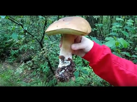 Белые грибы массово пошли в красивом лесу подмосковья июль 2019 года