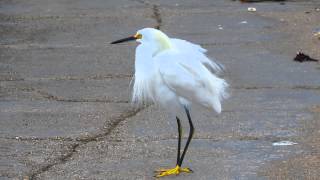 preview picture of video 'Snowy Egret Sighting! At Lake Worth Inlet, Palm Beach Shores, Singer Island.'
