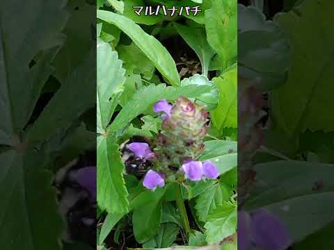 マルハナバチに関する 10 の驚くべき事実 自然と動物